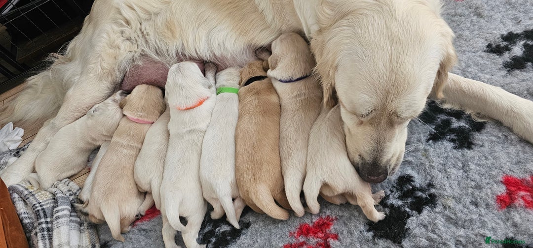 Golden Retriever dogs for sale: Golden Retriever Puppies - you will Fall in love  - Image 6