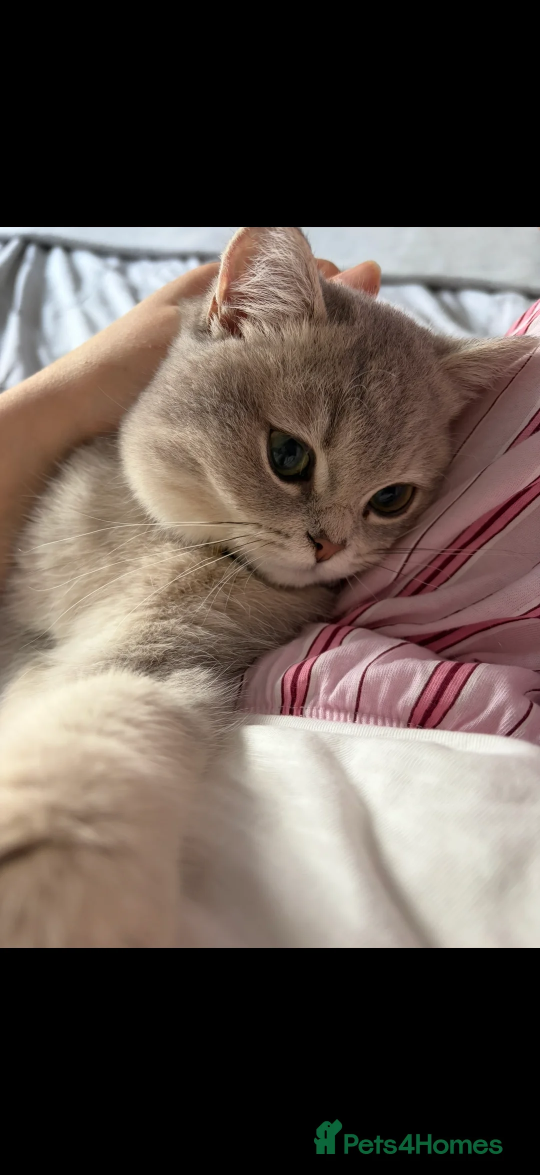 British Shorthair cats for sale: ⭐️ Blue Golden British short hair Male ⭐️  - Advert 3