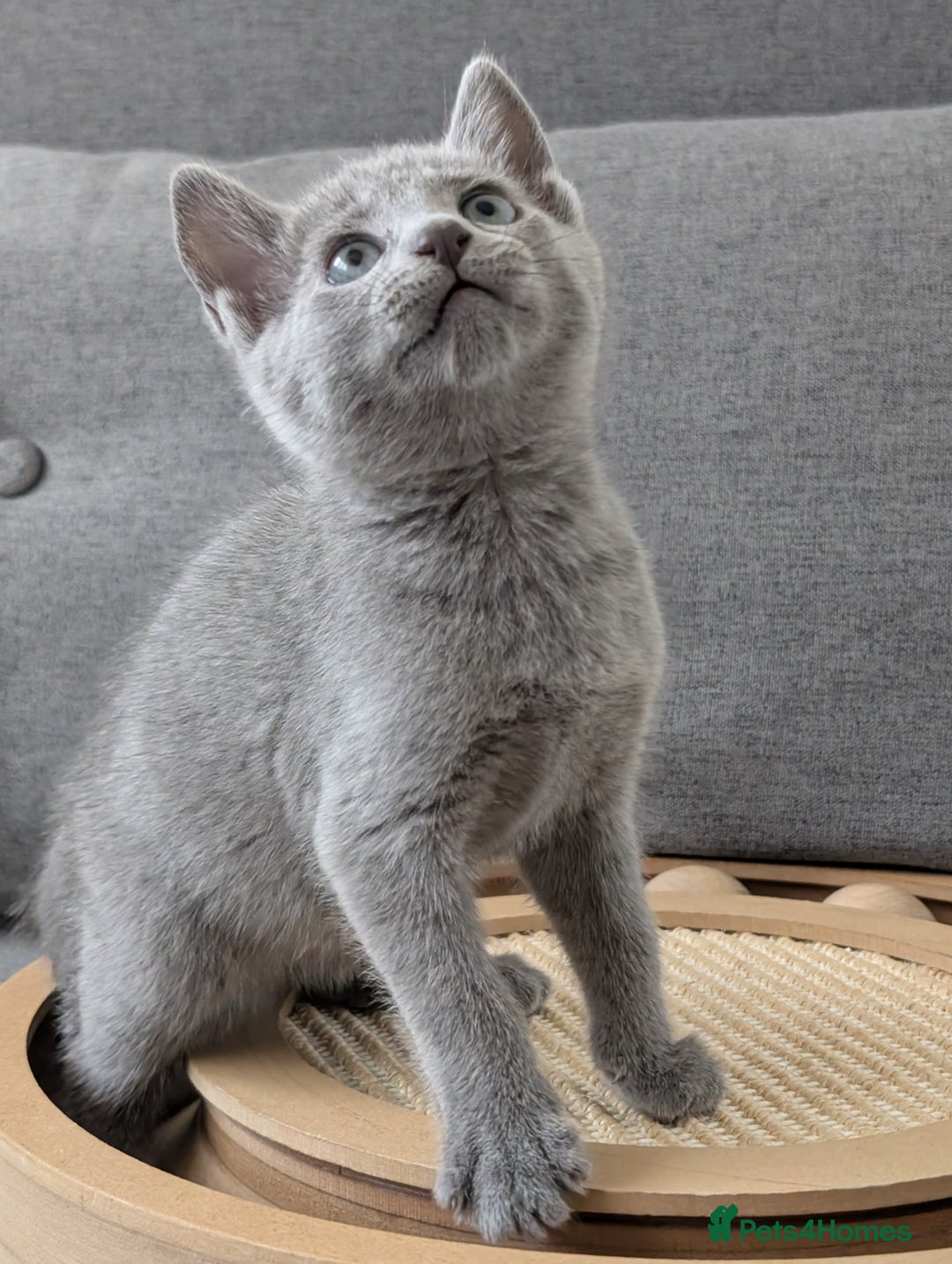 Russian Blue cats for sale: Russian blue babies looking for FOREVER homes - Image 4