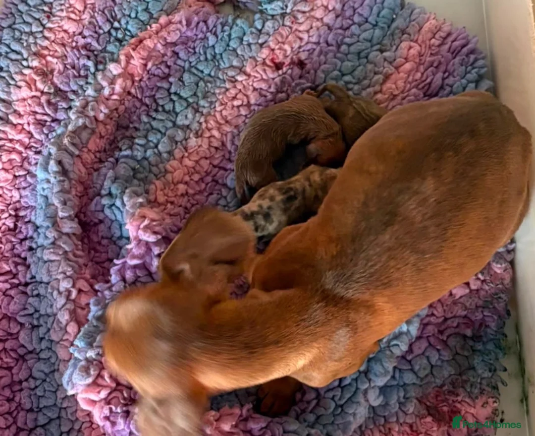Miniature Dachshund dogs for sale: Mini dachshund puppies ready now  - Advert 1
