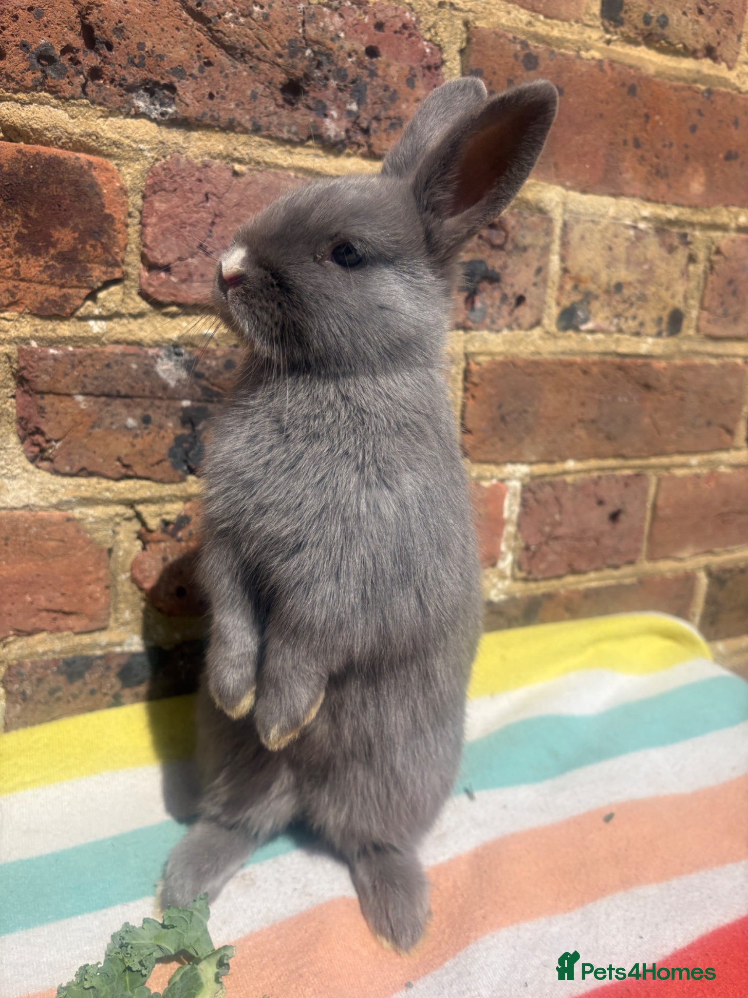 Netherland Dwarf rabbits  Netherland dwarf bunny boy ready to leave now  - Advert 8