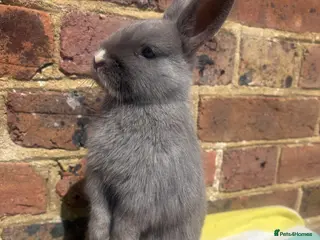 Netherland Dwarf rabbits Netherland dwarf bunny boy ready to leave now - Advert 8