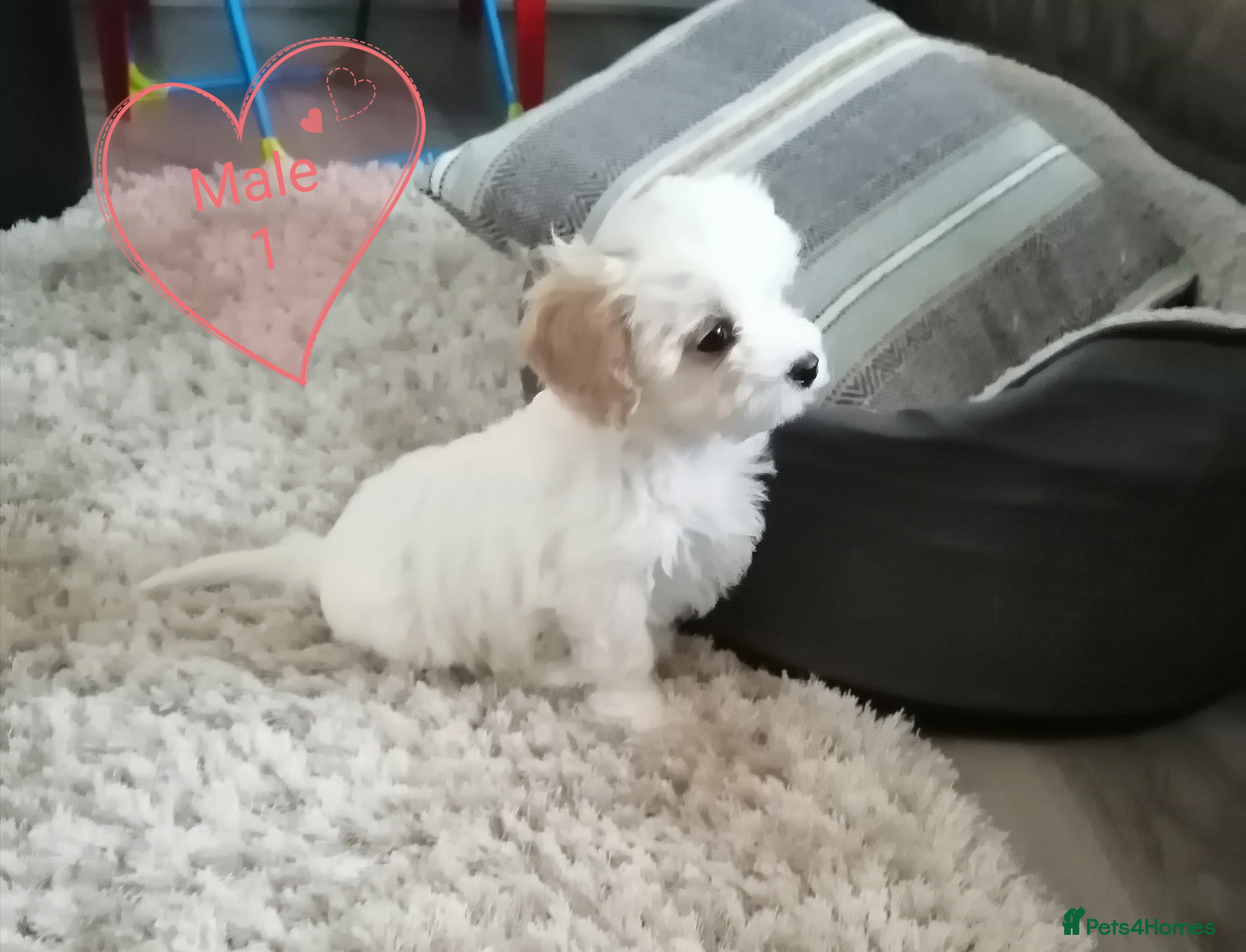 Cavachon dogs Cavachon Puppies - Advert 8