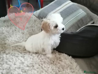 Cavachon dogs Cavachon Puppies - Advert 8