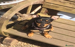 Jack Russell dogs for sale: Miniature natural bobtailed Jack Russells - Image 9
