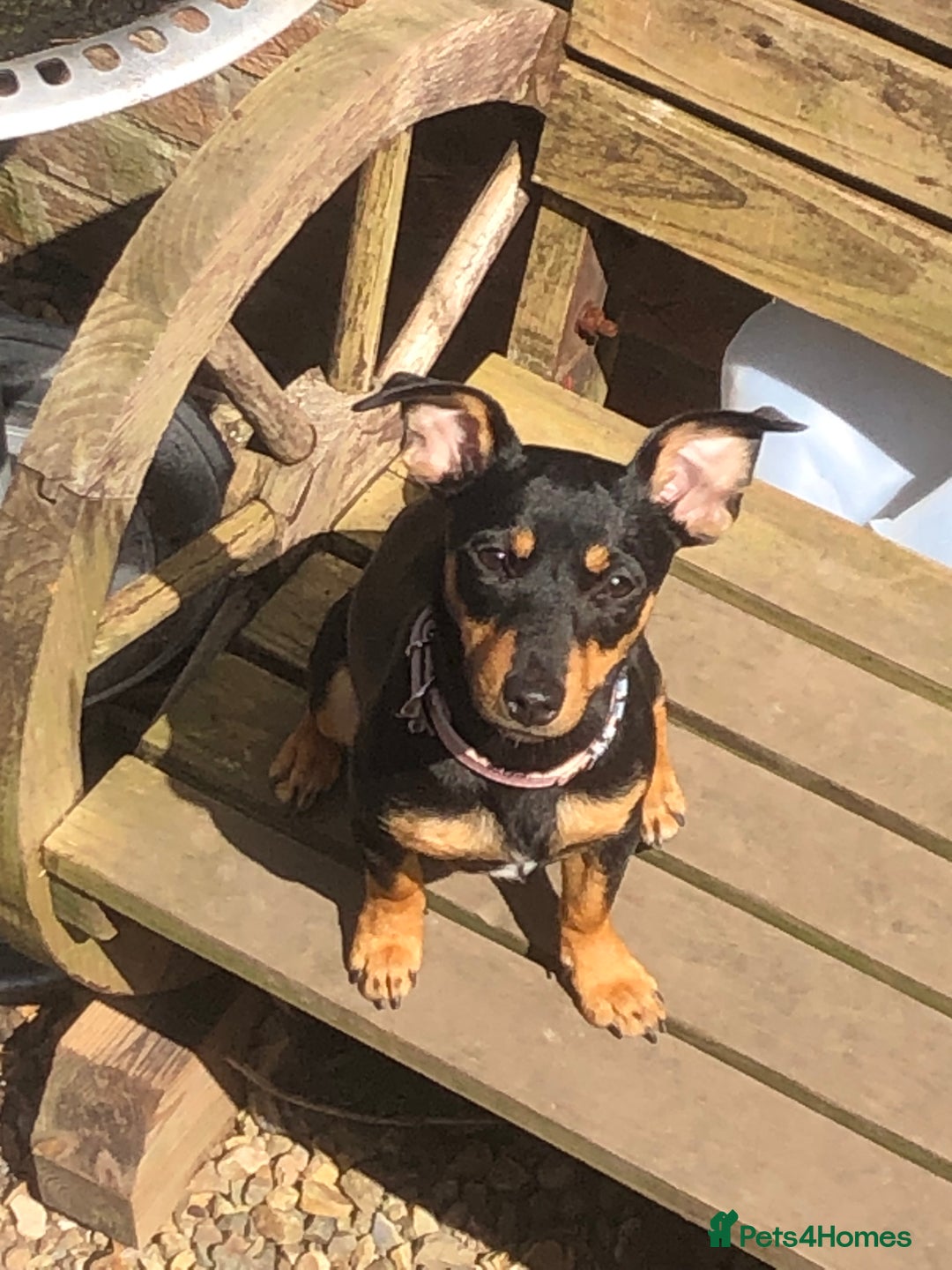 Jack Russell dogs for sale: Miniature natural bobtailed Jack Russells - Image 9