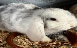 Mini Lop rabbits for sale: Mini Lop Baby Boys - Image 23