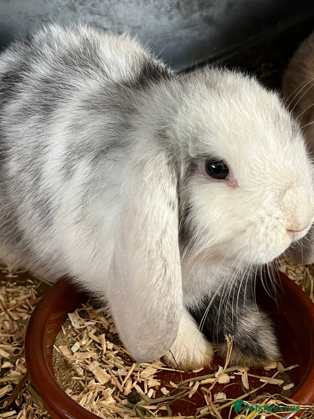 Mini Lop rabbits for sale: Mini Lop Baby Boys - Image 23