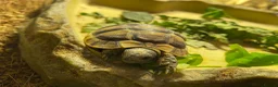 Tortoise reptiles for sale: Turkish spur-thighed tortoises in Norwich - Advert 3