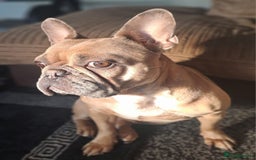 French Bulldog dogs for sale: Stunning boys  - Image 7