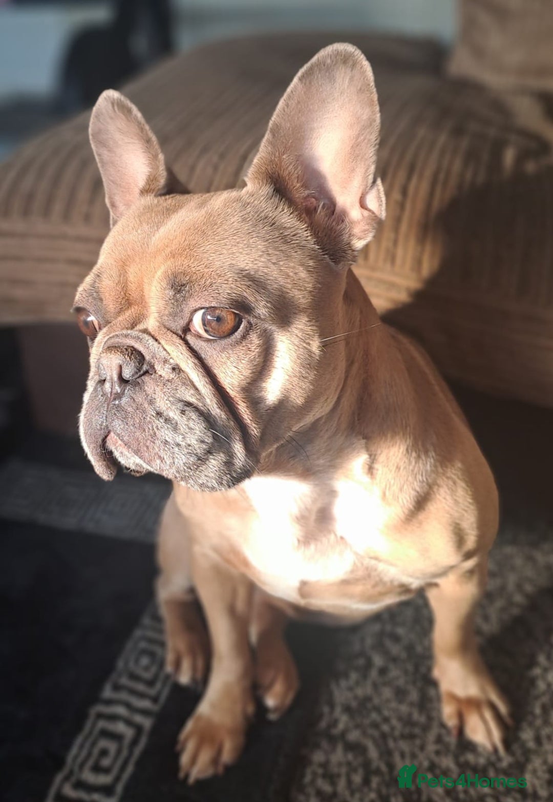 French Bulldog dogs for sale: Stunning boys  - Image 7