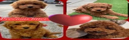 Cavapoo dogs for sale: Cavapoo puppies in Coventry - Advert 3