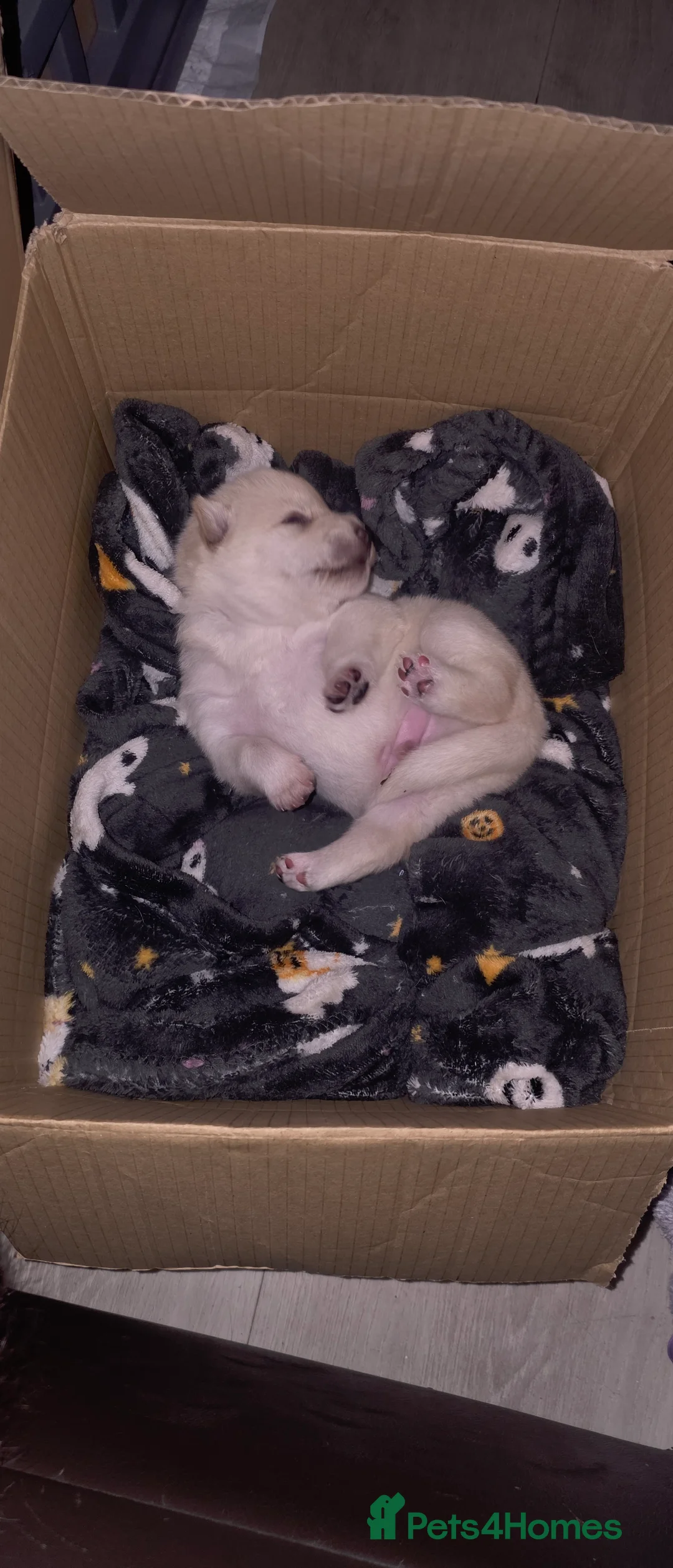 Mixed Breed dogs for sale: adorable male Chowski pup for sale - Advert 29