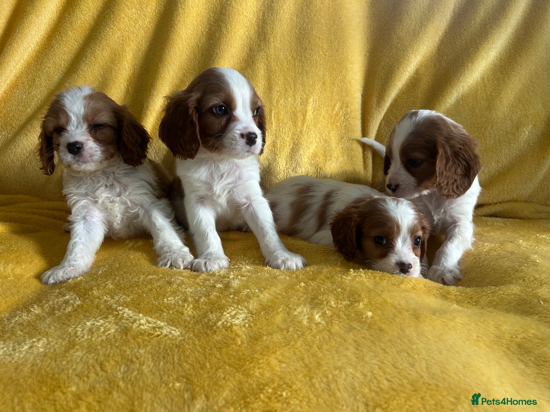 Cavapoo dogs for sale: Stunning cavapoos  - Advert 5