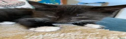 Mixed Breed cats for sale: Three Beautiful Kittens. READY TO GO!  - Advert 10