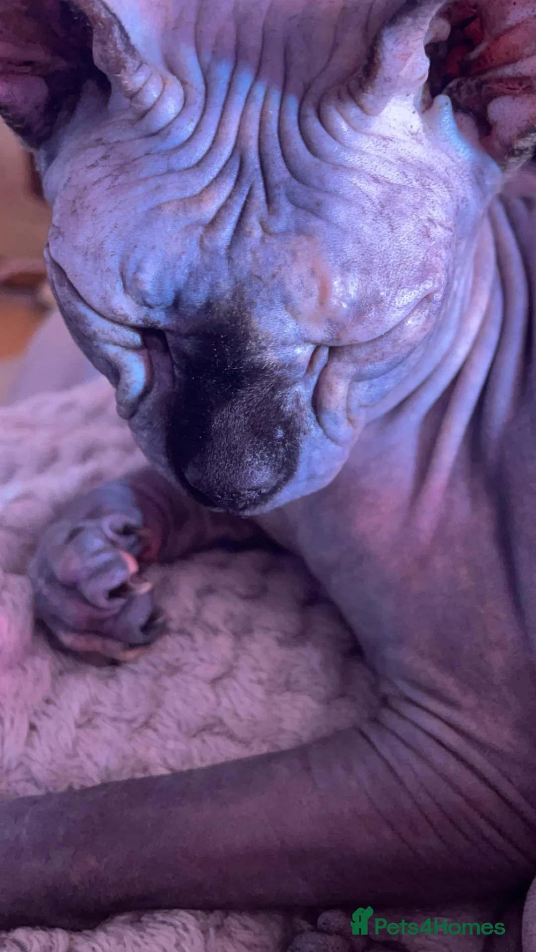 Sphynx cats for sale: Doja & Minnie Looking for Their Forever Home 🐾 in Manchester - Advert 9