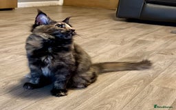 Maine Coon cats for sale: 2 Large Tica Maine Coon Kittens - Image 16