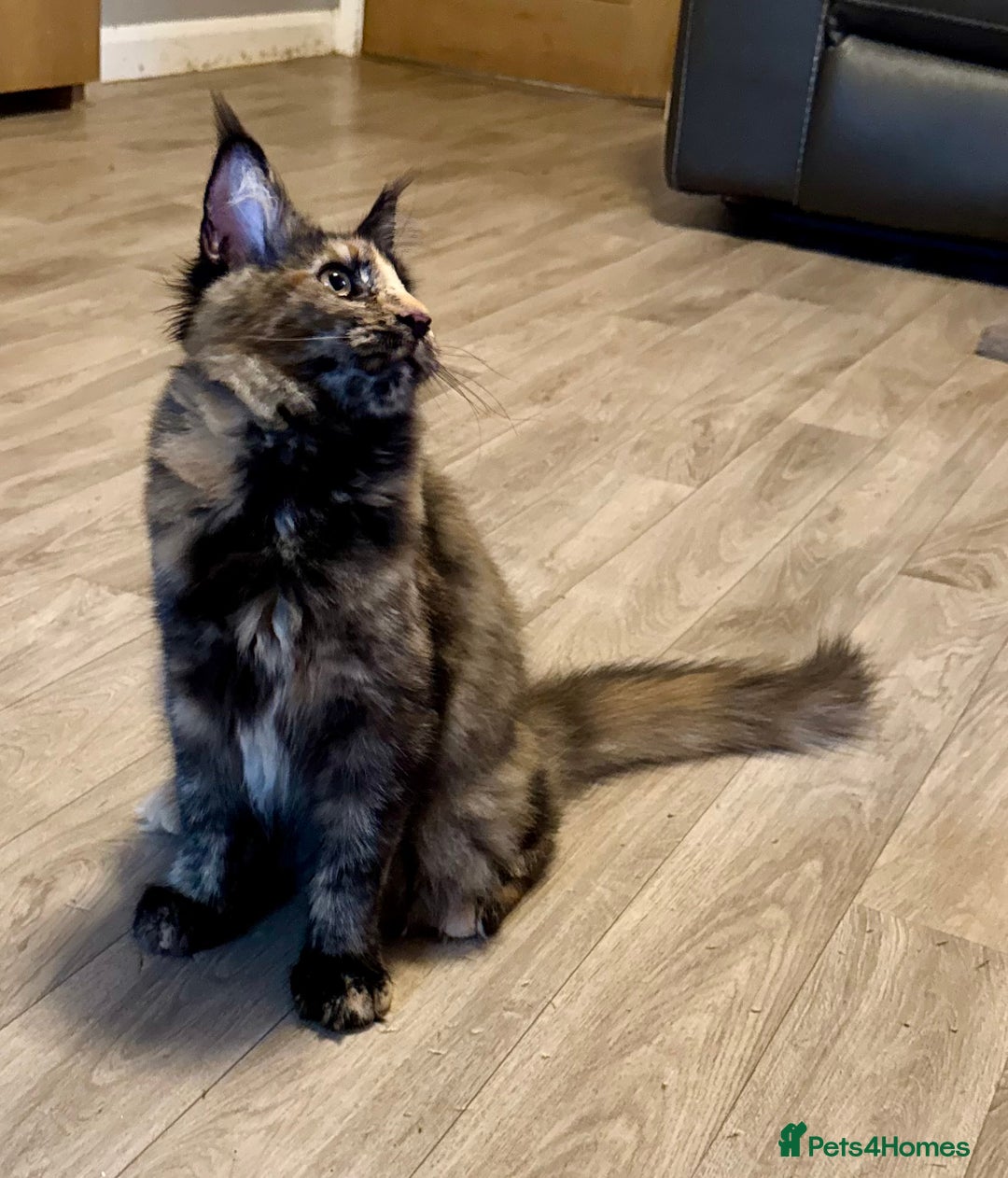 Maine Coon cats for sale: 2 Large Tica Maine Coon Kittens - Image 16