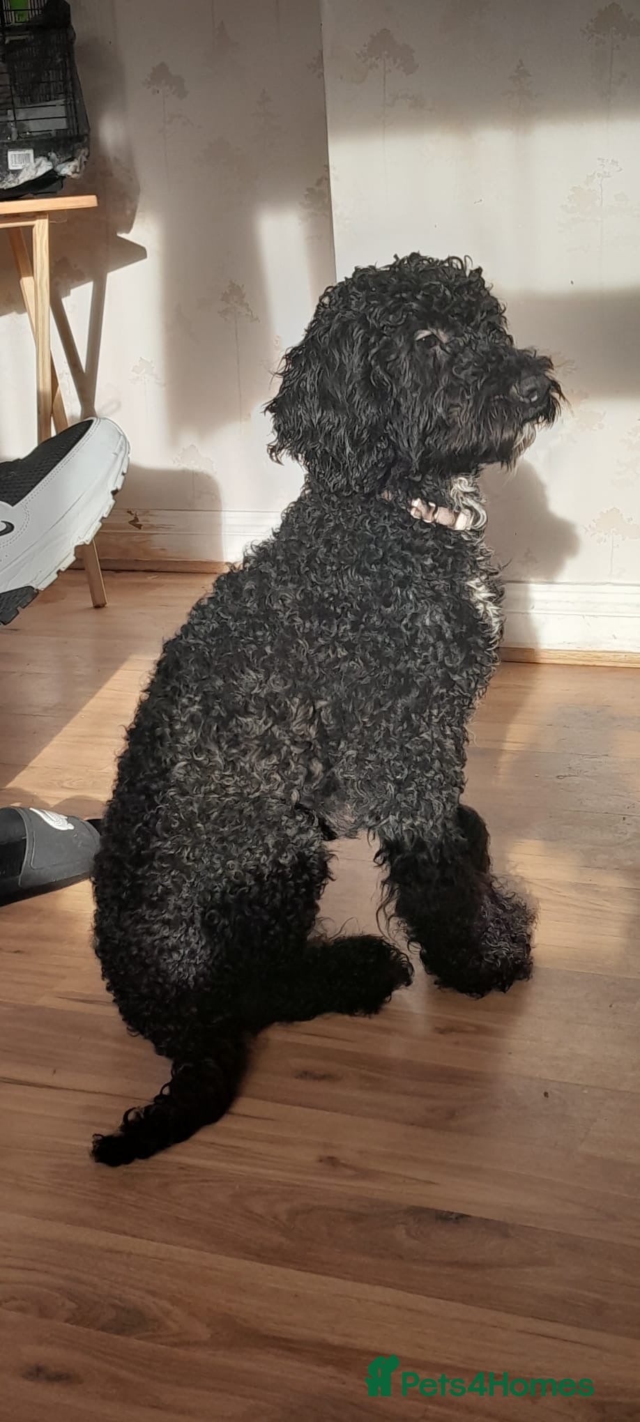 Cockapoo dogs Our Murphy - Advert 11