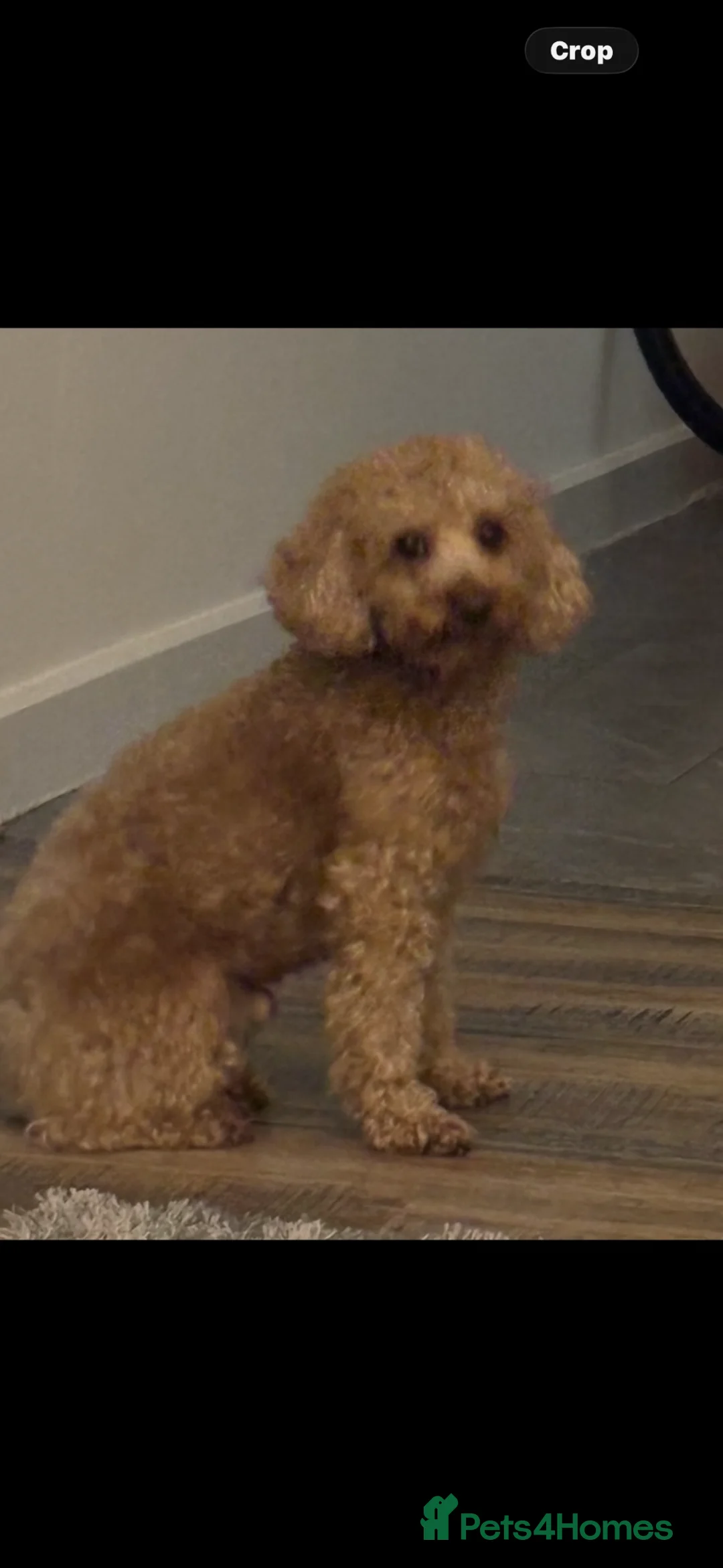 Miniature Poodle dogs for stud: Mr bean miniature poodle stud  - Advert 2