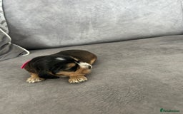 Cocker Spaniel dogs for sale: ✨show type cocker spaniel ✨ - Image 25