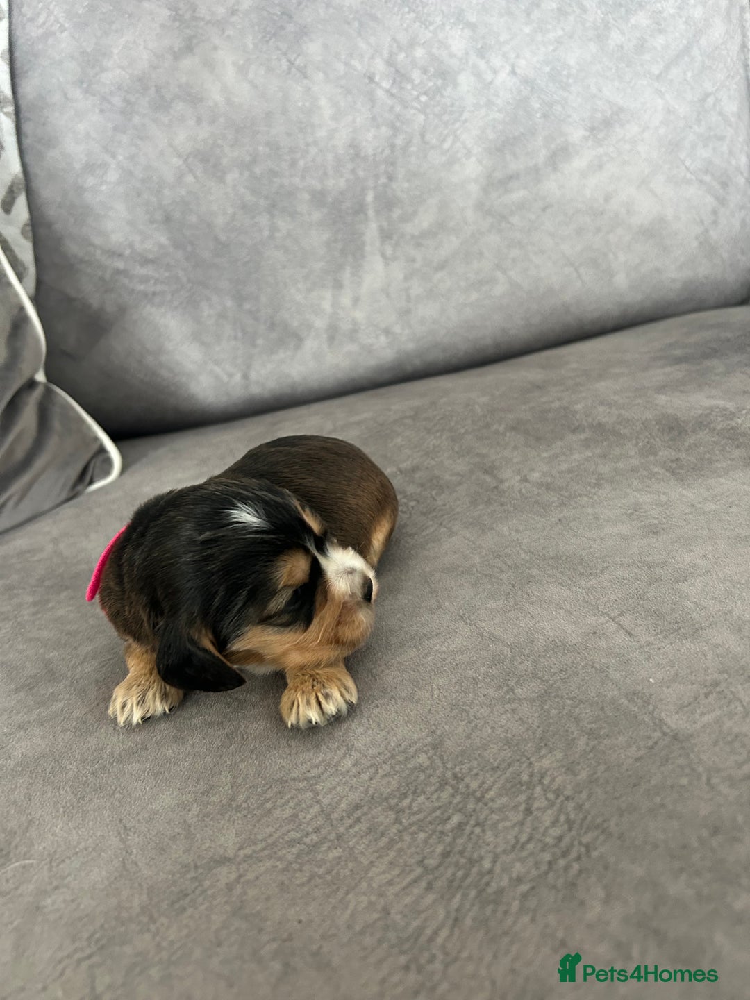 Cocker Spaniel dogs for sale: ✨show type cocker spaniel ✨ - Image 25