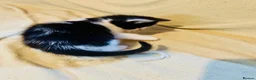 Mixed Breed cats for sale: 2 adorable tuxedo kittens left  - Advert 7