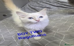 Ragdoll cats for sale: GCCF RAGDOLLS INTERVIWING NOW!! - Image 5