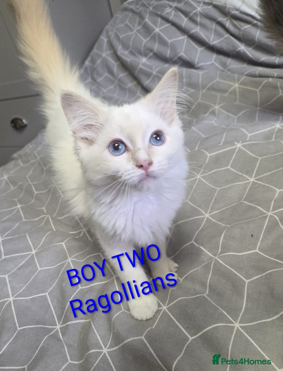 Ragdoll cats for sale: GCCF RAGDOLLS INTERVIWING NOW!! - Image 5