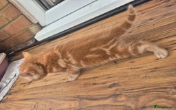 Mixed Breed cats for sale: Playful kittens🥰 - Advert 17