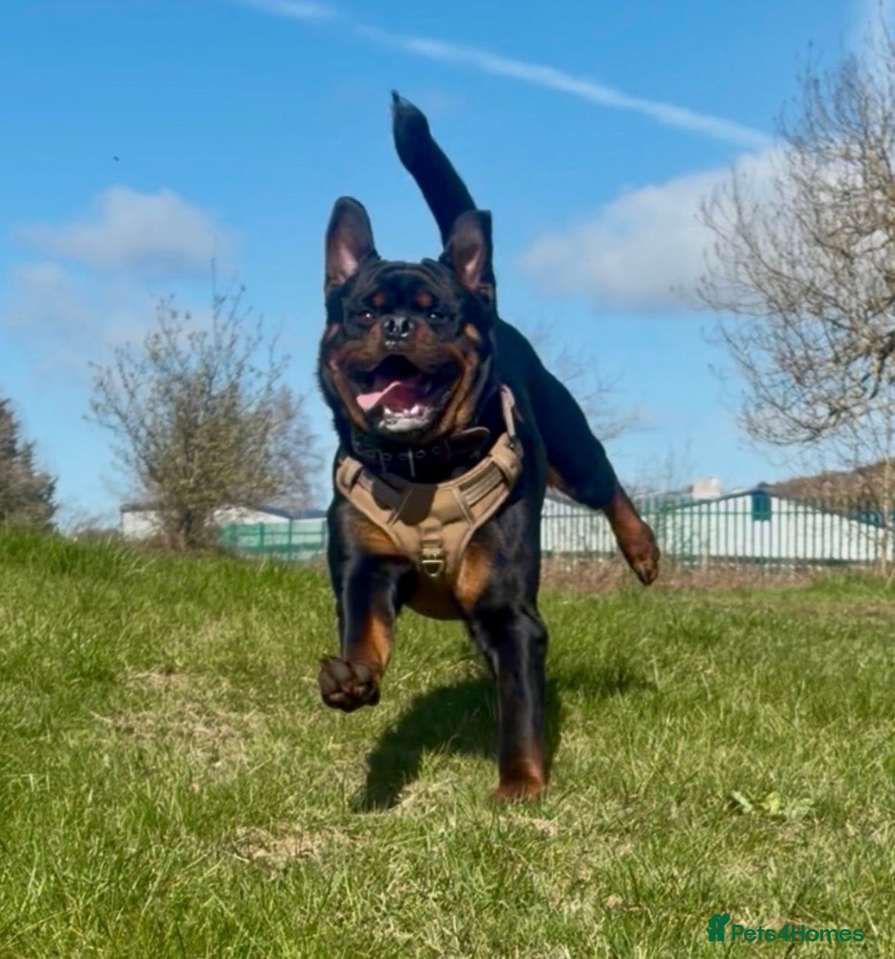 Rottweiler dogs Rottweiler age 11 months male - Advert 1