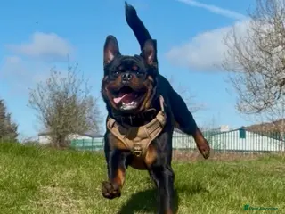 Rottweiler dogs Rottweiler age 11 months male - Advert 1