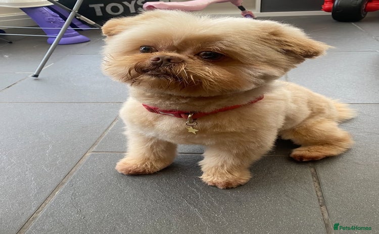 Mixed Breed dogs for sale in Chester - Advert 3