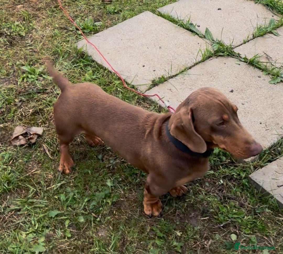 Dachshund dogs for stud: Dash hound  stud  - Image 1