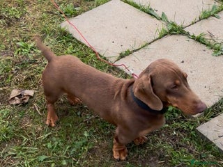 Dachshund dogs - Advert 36