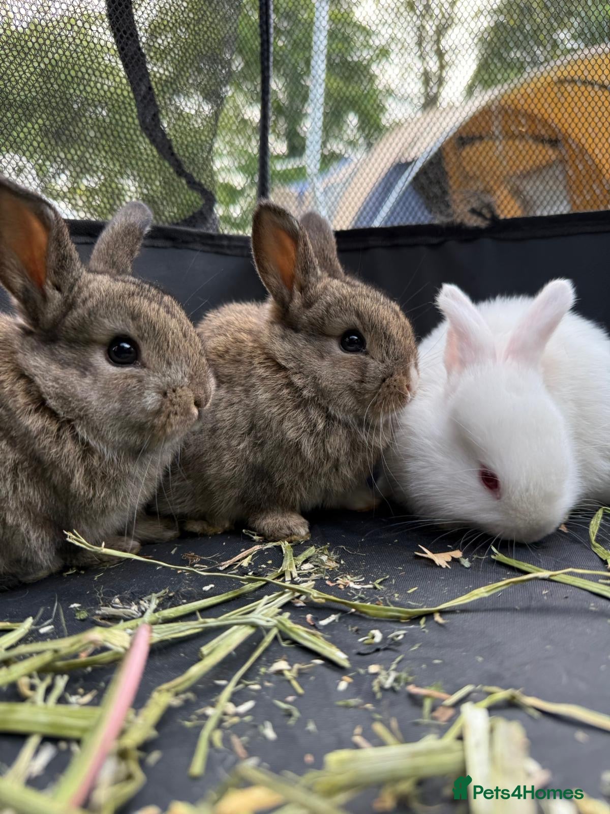 Mini Lop rabbits 🐰 Pure Bred Mini Lop Bunnies 🐰 - Advert 1