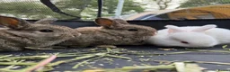 Mini Lop rabbits for sale: Ready Now!! 🐰 Pure Bred Mini Lop Bunnies 🐰 - Advert 1