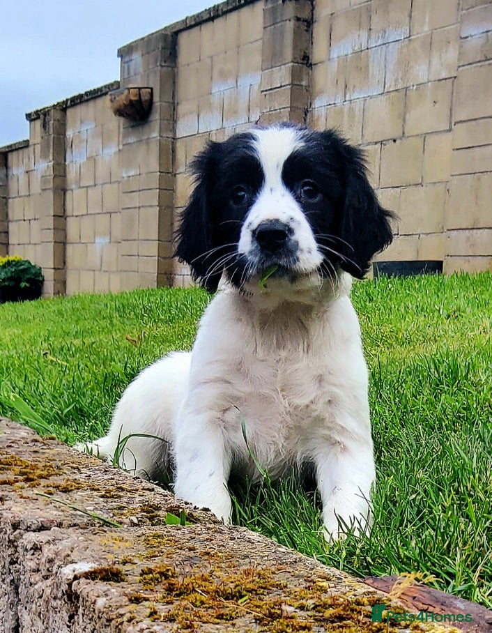 English Springer Spaniel dogs for sale: Photos! 2 Springer Spaniel beautiful pedigree pups - Advert 2
