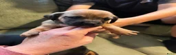 Mixed Breed dogs for sale: Miniature dachshund x French bulldog puppies  in Northampton - Advert 2