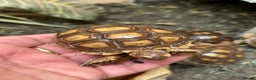 Tortoise reptiles for sale: Sulcata and Hermann Hatchlings  - Advert 3