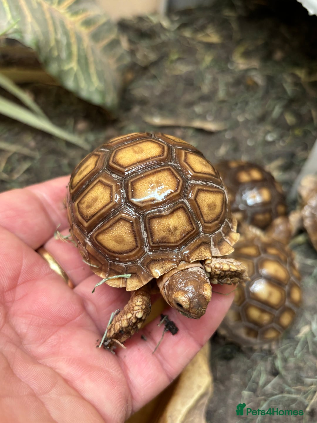 Tortoise reptiles for sale: Sulcata and Hermann Hatchlings  - Advert 3
