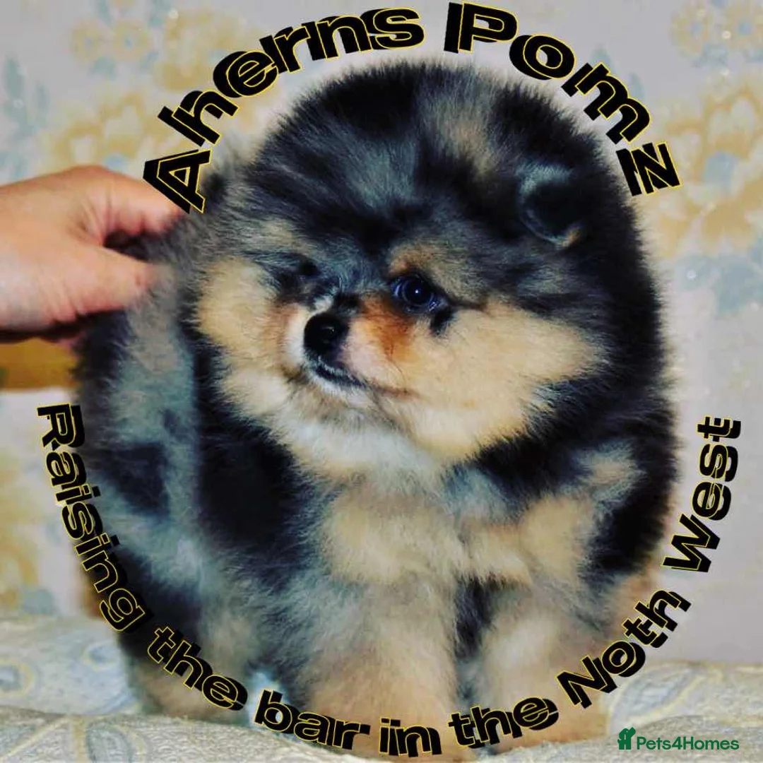 Pomeranian dogs for sale: STUNNING ONE OF A KIND ADULT POM  - Advert 7