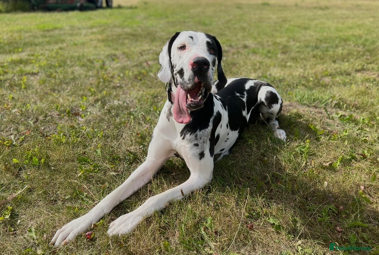 Great Dane dogs Outstanding beautiful Great Dane Puppies in Leeds - Advert 1