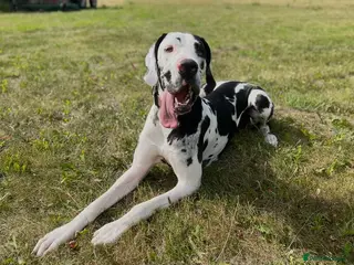 Great Dane dogs Outstanding beautiful Great Dane Puppies - Advert 3