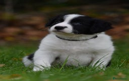 Sprollie dogs for sale: 7 Sprollie X Border Collie pups READY NOW - Image 12