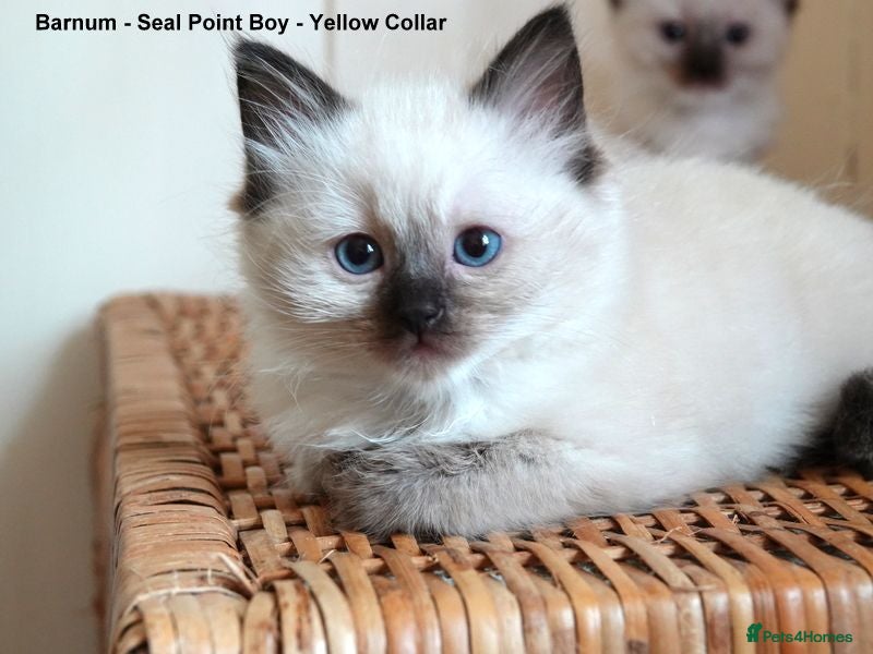 Ragdoll cats Quality GCCF Reg Ragdoll Kittens - Advert 2