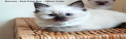Ragdoll cats for sale: Quality GCCF Reg Ragdoll Kittens - Advert 2