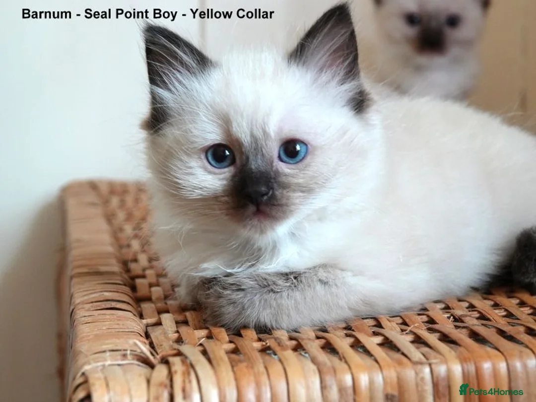 Ragdoll cats for sale: Quality GCCF Reg Ragdoll Kittens - Advert 2