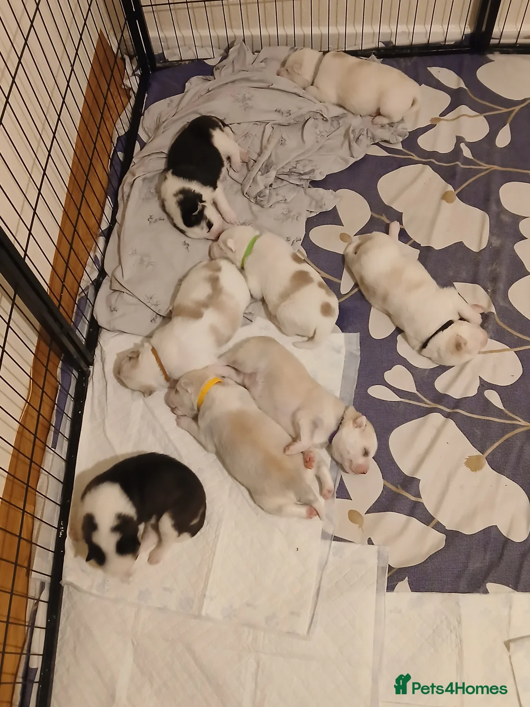 Siberian Husky dogs for sale: 1 SIB HUSKY GIRL LEFT CAN LEAVE 12/02/26 - Advert 5
