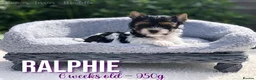 Yorkshire Terrier dogs for sale: Beautiful Litter of Six Biewer Terriers! - Advert 18